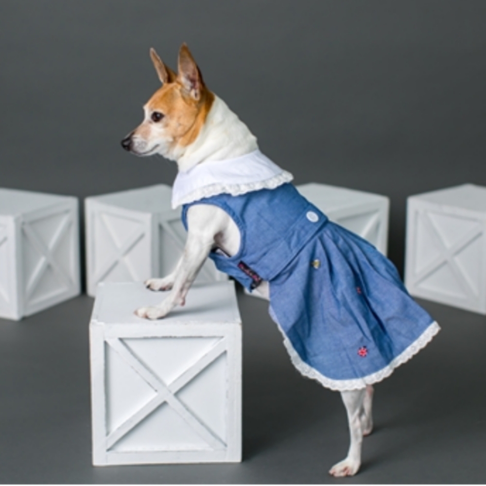 Parisian Pet chambray . Medium. Blue